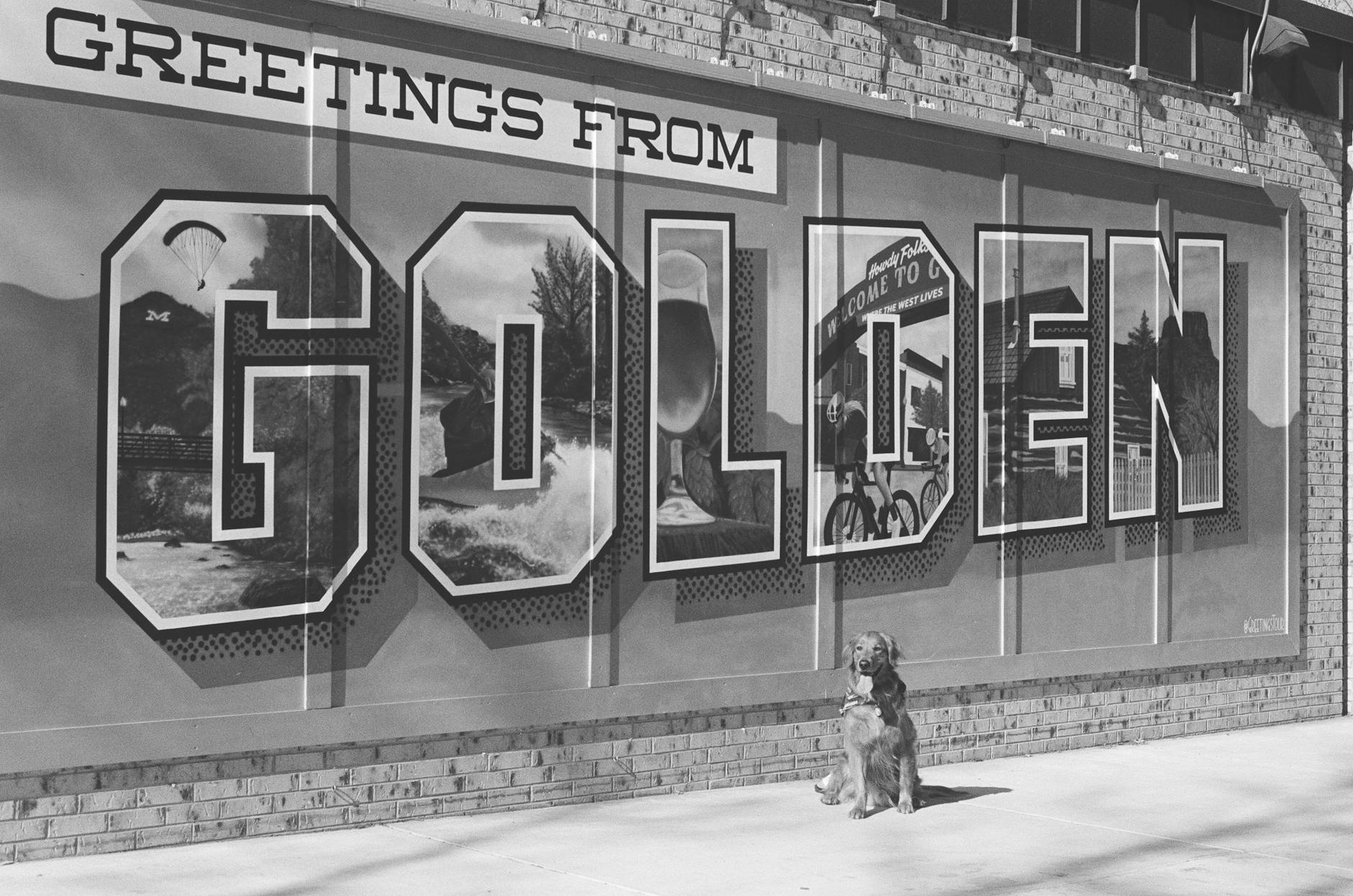 Chorwackie zwyczaje i etykieta na wakacjach: jak nie popełnić gafy i zyskać sympatię gospodarzy Pies siedzący przed kolorowym muralem z napisem Greetings from Golden